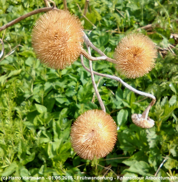 15-05-01_Fahrradtour Arboretum Whs (19).jpg